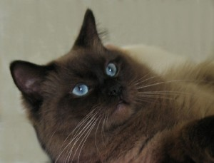 Mink Ragdoll Cats: Understanding the Distinct Bloodline