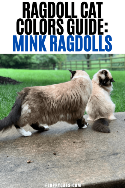 Mink Ragdoll Cats: Understanding the Distinct Bloodline