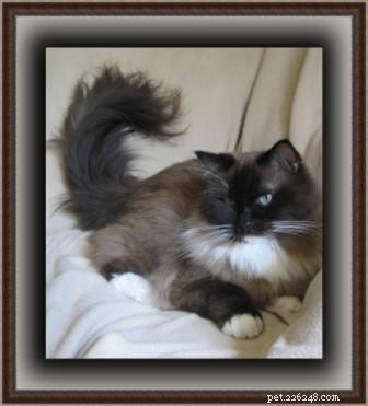 Mink Ragdoll Cats: Understanding the Distinct Bloodline