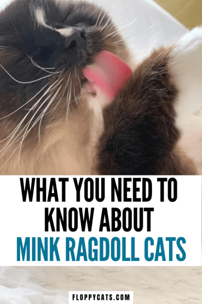 Mink Ragdoll Cats: Understanding the Distinct Bloodline