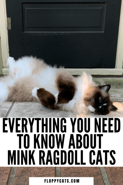Mink Ragdoll Cats: Understanding the Distinct Bloodline