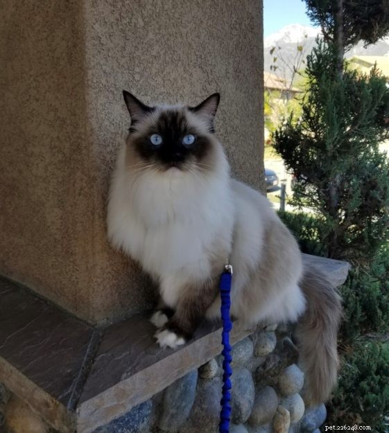 Meet Maximus Feliciano: The Ragdoll That Captivated a Family