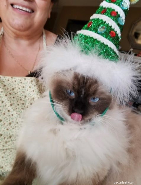 Meet Maximus Feliciano: The Ragdoll That Captivated a Family
