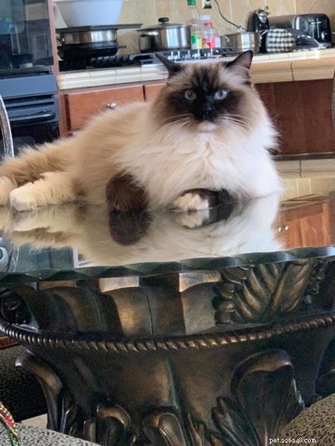Meet Maximus Feliciano: The Ragdoll That Captivated a Family