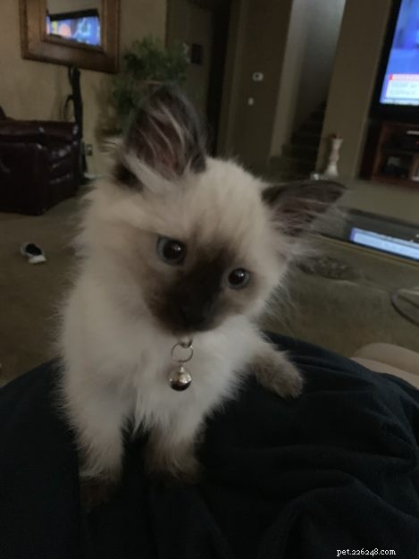 Meet Maximus Feliciano: The Ragdoll That Captivated a Family