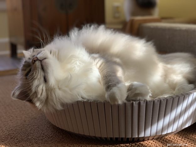 Ragdoll Cats: Average Lifespan Explained