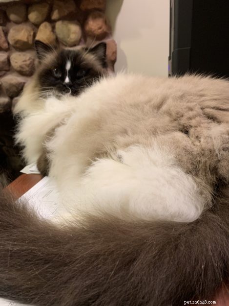 Ragdoll Cats: Average Lifespan Explained