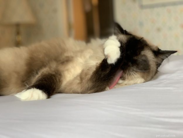 Ragdoll Cats: Average Lifespan Explained
