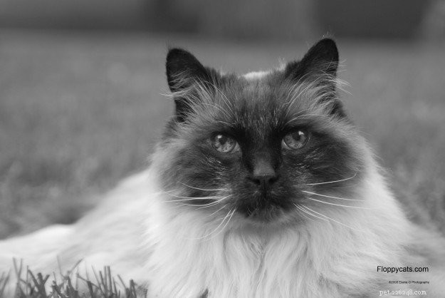 Ragdoll Cats: Average Lifespan Explained