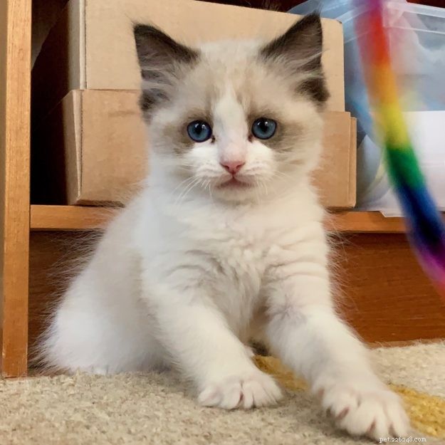Meet Tippy: Our Featured Ragdoll Kitten of the Month