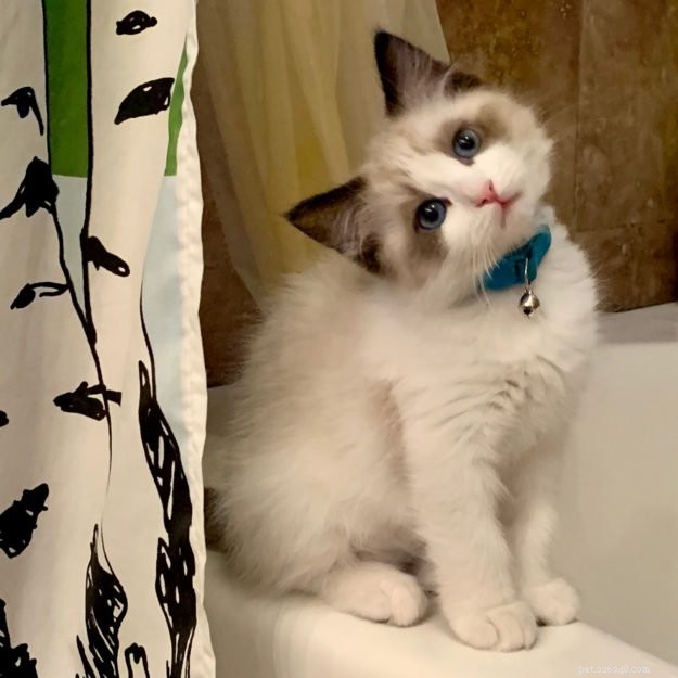 Meet Tippy: Our Featured Ragdoll Kitten of the Month