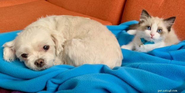 Meet Tippy: Our Featured Ragdoll Kitten of the Month