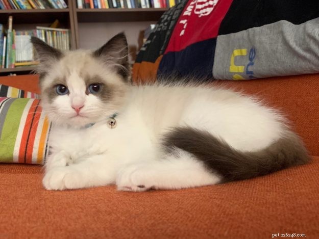 Meet Tippy: Our Featured Ragdoll Kitten of the Month