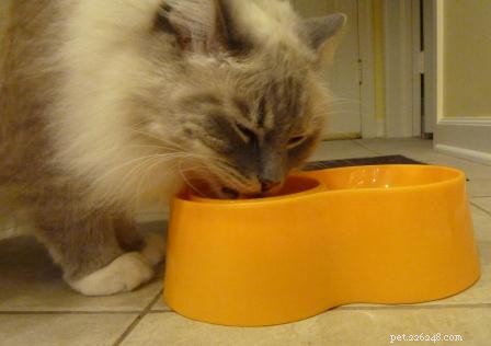 Why Cats Love Fish: A Complete Guide to the Best Fish Choices and Health Tips