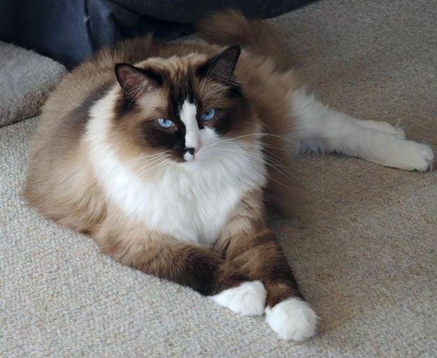Ragdoll Cat Personality: Traits & Temperament That Define This Beloved Breed