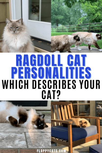 Ragdoll Cat Personality: Traits & Temperament That Define This Beloved Breed