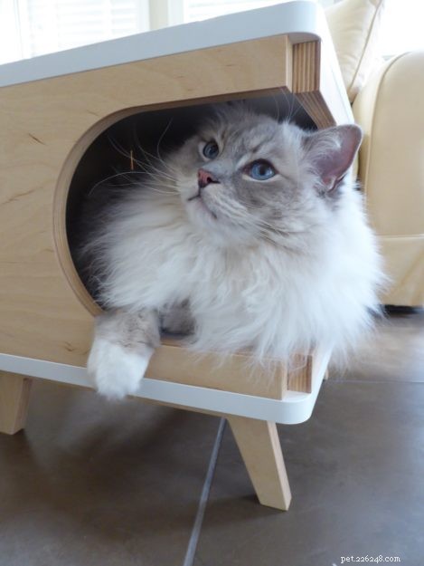 Ragdoll Cat Personality: Traits & Temperament That Define This Beloved Breed