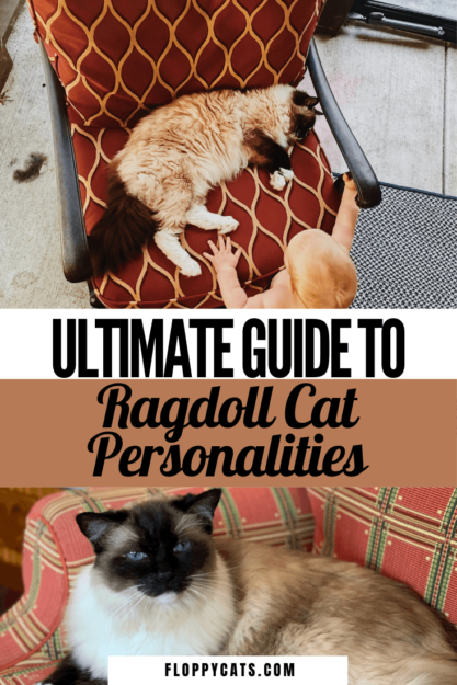 Ragdoll Cat Personality: Traits & Temperament That Define This Beloved Breed