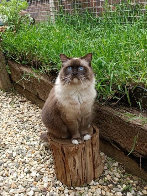 Three Whiskerteers: A Heartfelt Journey with Ragdoll Cats