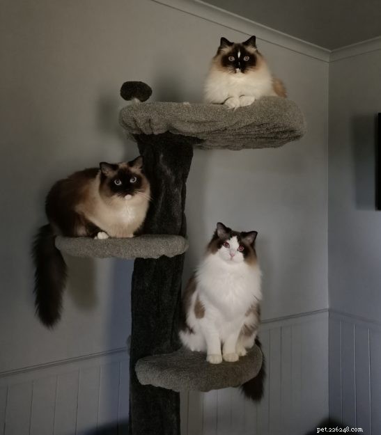 Three Whiskerteers: A Heartfelt Journey with Ragdoll Cats