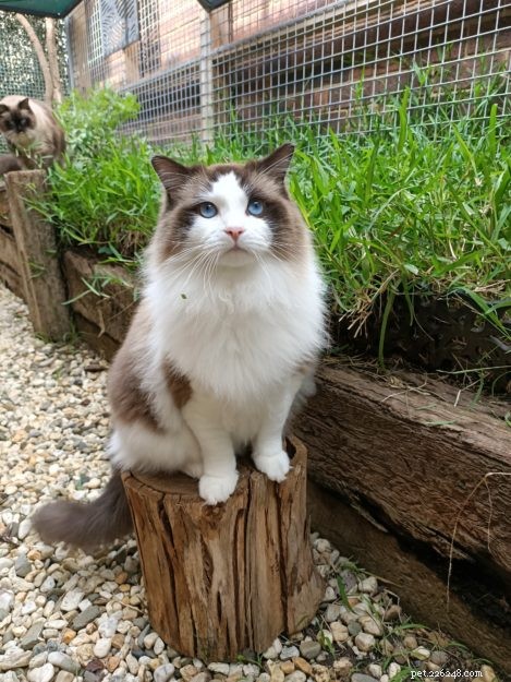 Three Whiskerteers: A Heartfelt Journey with Ragdoll Cats