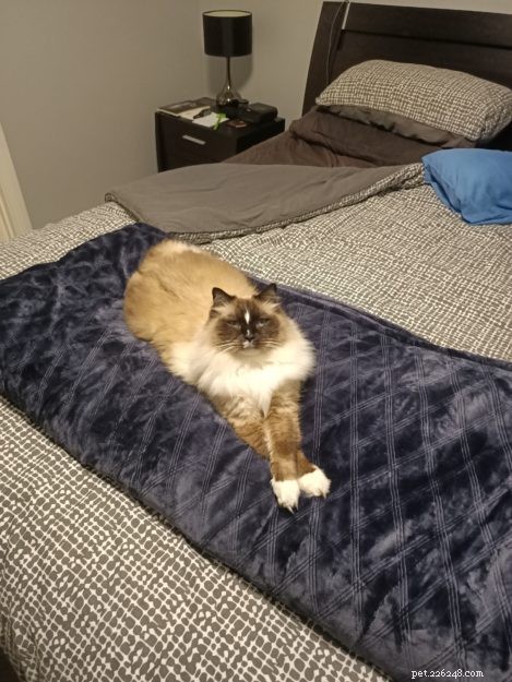 Three Whiskerteers: A Heartfelt Journey with Ragdoll Cats
