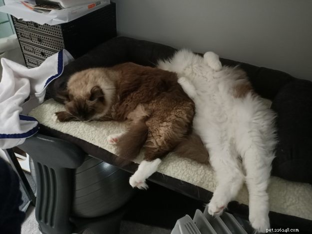 Three Whiskerteers: A Heartfelt Journey with Ragdoll Cats