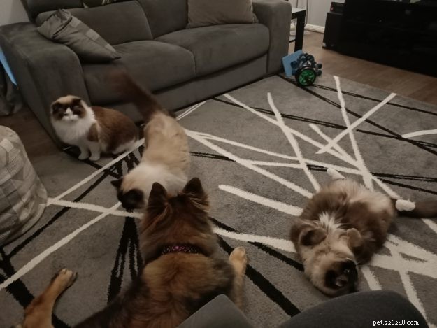 Three Whiskerteers: A Heartfelt Journey with Ragdoll Cats