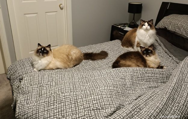 Three Whiskerteers: A Heartfelt Journey with Ragdoll Cats