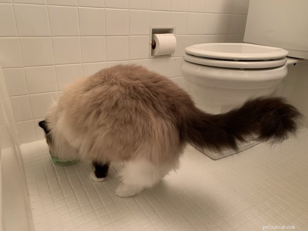 5 Proven Ways to Make Ragdoll Cat Food More Appealing