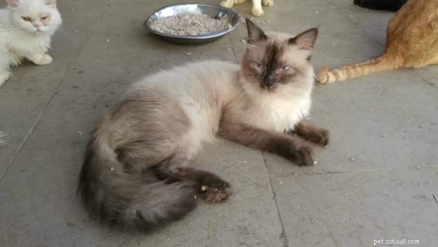 Limpet – Spotlight on the Adorable Floppycat of the Week