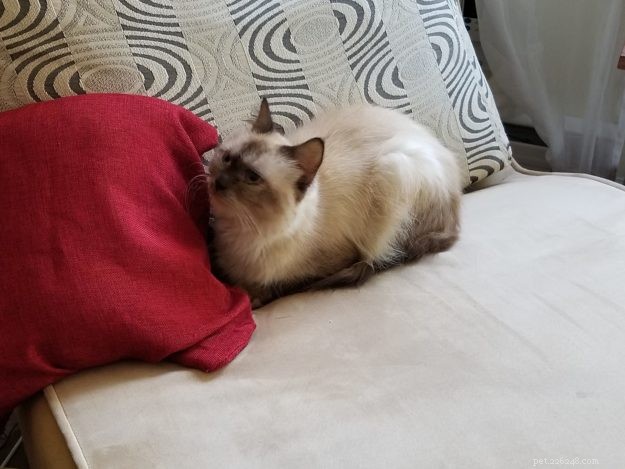 Limpet – Spotlight on the Adorable Floppycat of the Week
