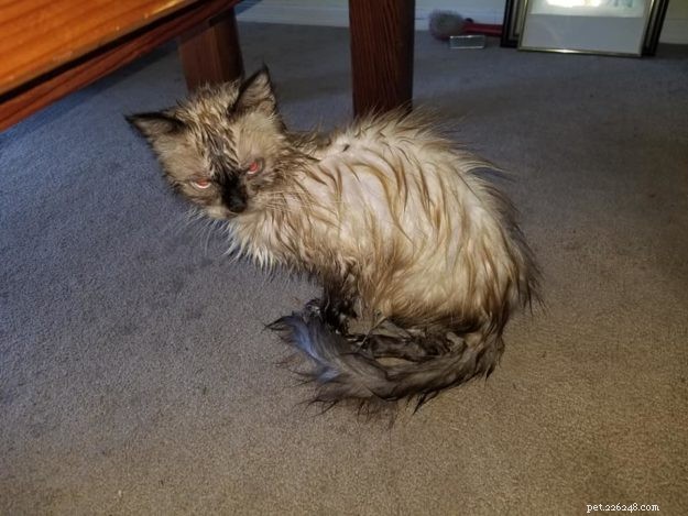 Limpet – Spotlight on the Adorable Floppycat of the Week