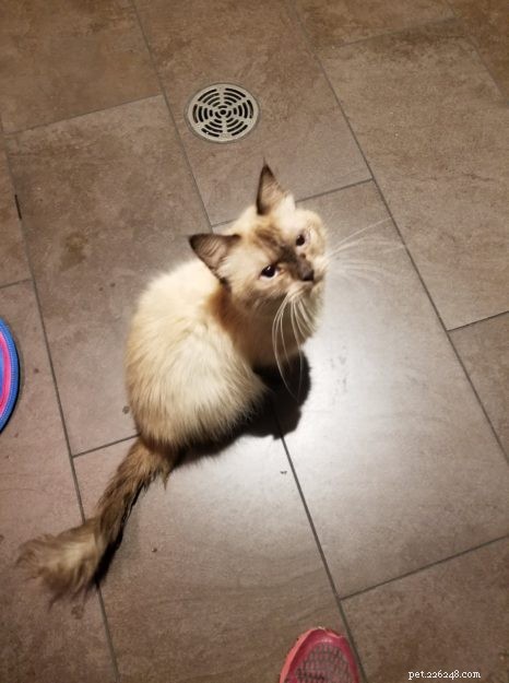 Limpet – Spotlight on the Adorable Floppycat of the Week