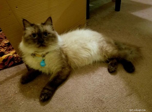 Limpet – Spotlight on the Adorable Floppycat of the Week