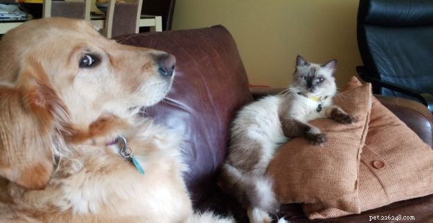 Limpet – Spotlight on the Adorable Floppycat of the Week