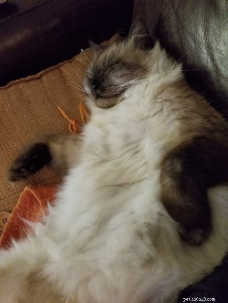 Limpet – Spotlight on the Adorable Floppycat of the Week