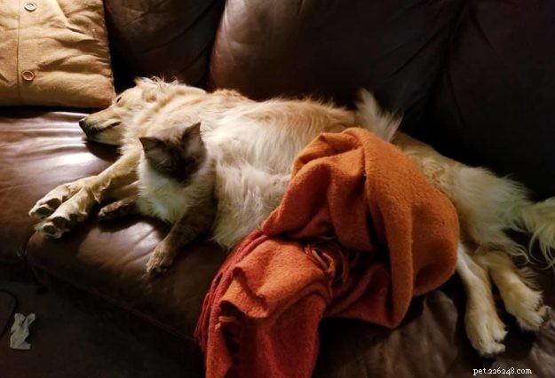 Limpet – Spotlight on the Adorable Floppycat of the Week