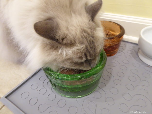 Best Chicken-Free Cat Food for Allergic Felines