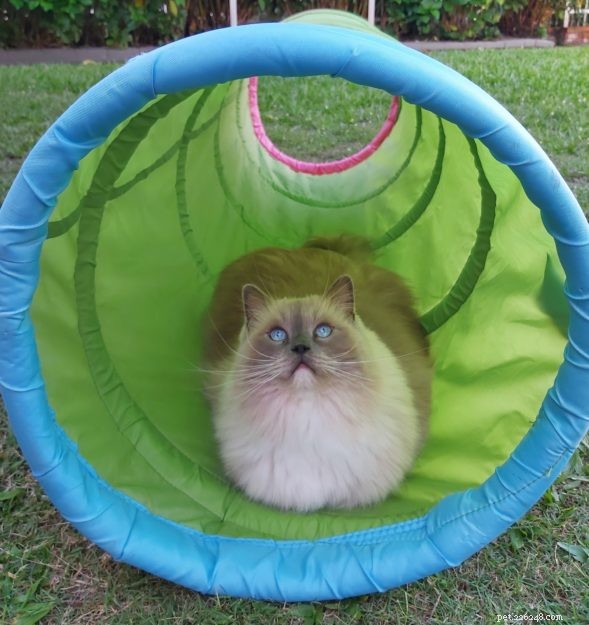 Meet Lieber: The Ragdoll Cat Who Won Hearts of an Entire Family