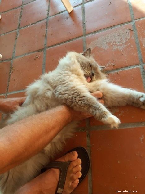 Meet Lieber: The Ragdoll Cat Who Won Hearts of an Entire Family
