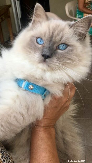 Meet Lieber: The Ragdoll Cat Who Won Hearts of an Entire Family