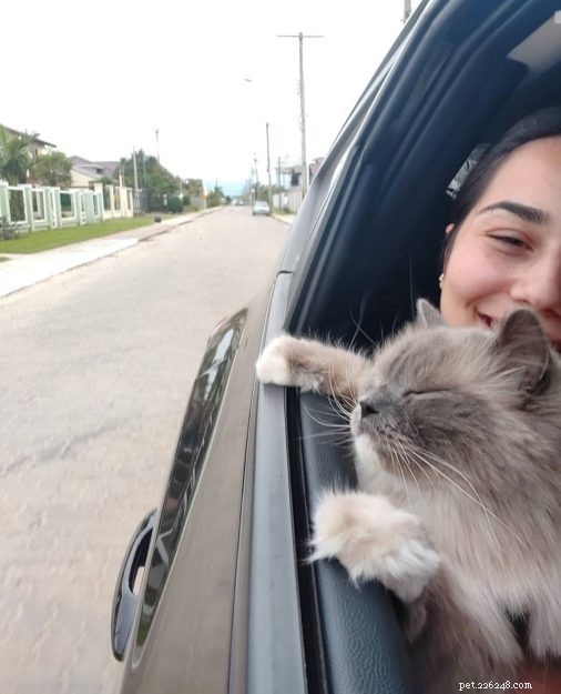 Meet Lieber: The Ragdoll Cat Who Won Hearts of an Entire Family