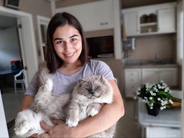 Meet Lieber: The Ragdoll Cat Who Won Hearts of an Entire Family