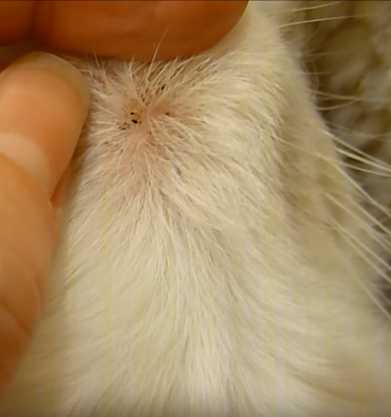 What Causes Black Flecks on Your Cat’s Chin and How to Treat Them
