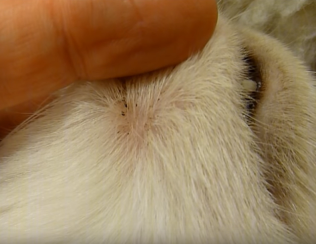 What Causes Black Flecks on Your Cat’s Chin and How to Treat Them