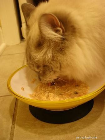 What Causes Black Flecks on Your Cat’s Chin and How to Treat Them