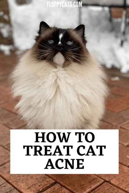 What Causes Black Flecks on Your Cat’s Chin and How to Treat Them