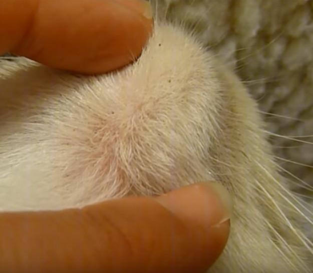 What Causes Black Flecks on Your Cat’s Chin and How to Treat Them