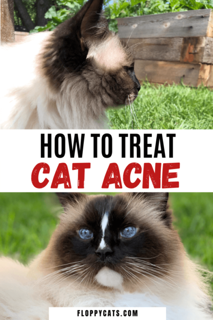What Causes Black Flecks on Your Cat’s Chin and How to Treat Them